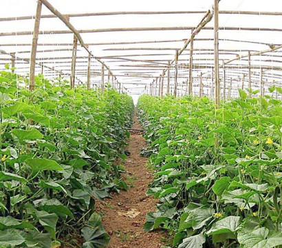 Picking garden of ecological fruits and vegetables